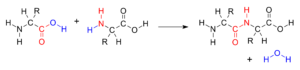 Peptide Formation