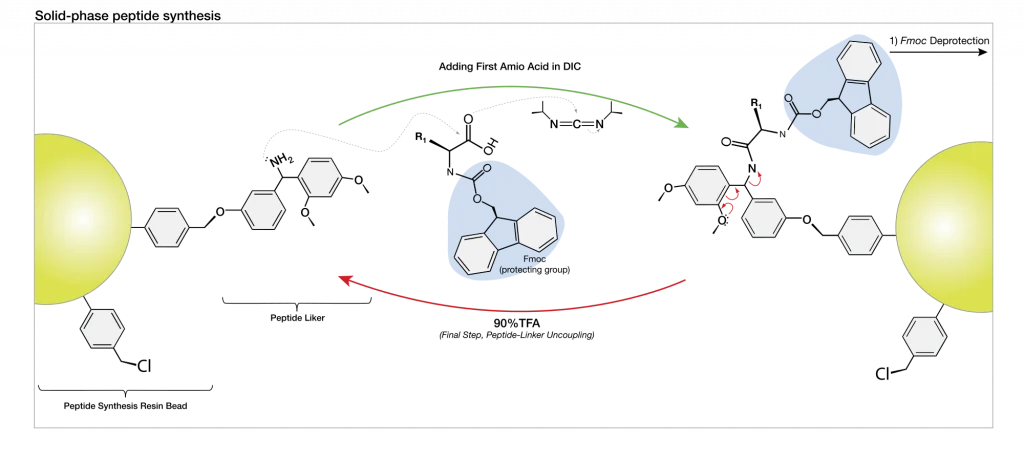 Steps of Peptide Synthesis